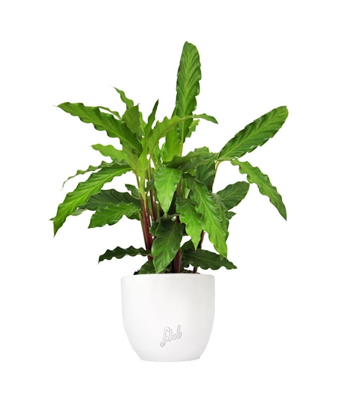 Calathea Rufibarba