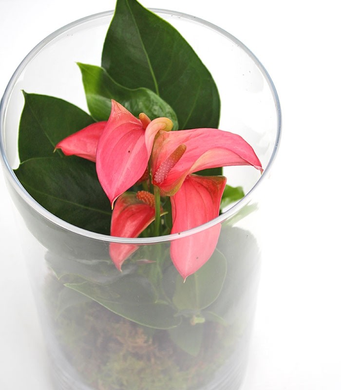 Anthurium rosso in terrarium