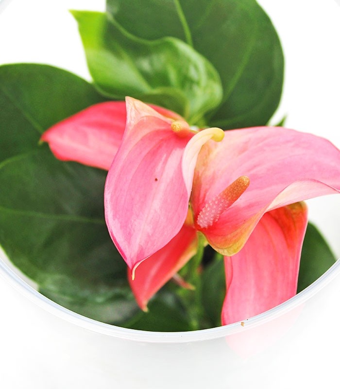 Anthurium rosso in terrarium
