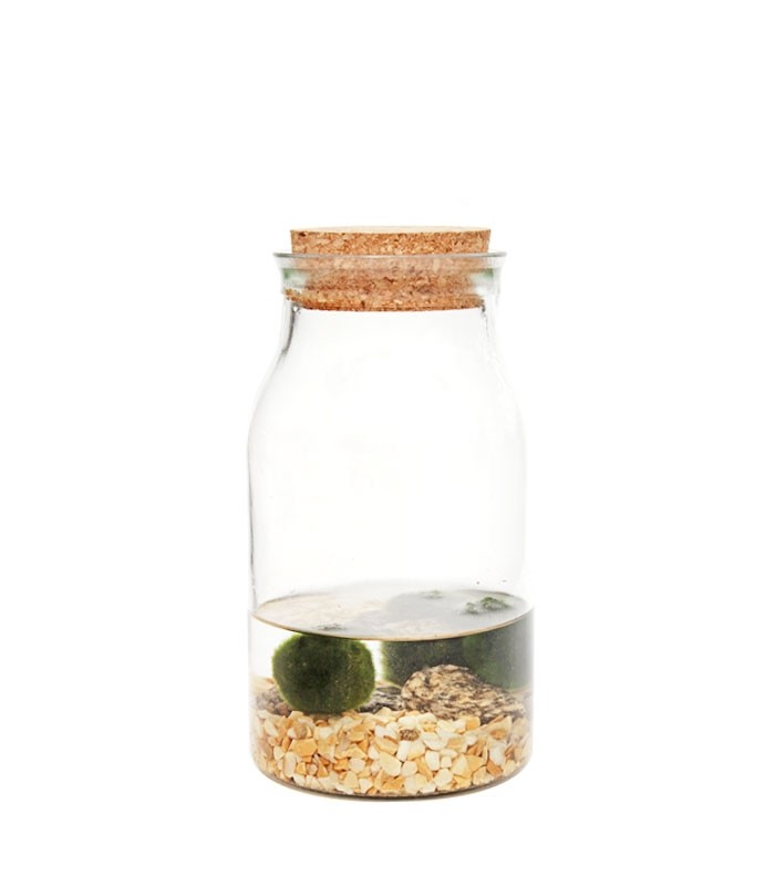 Marimo barattolo in vetro