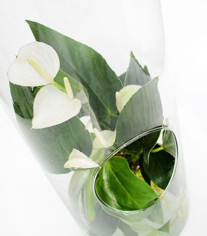 Anthurium bianco in vetro