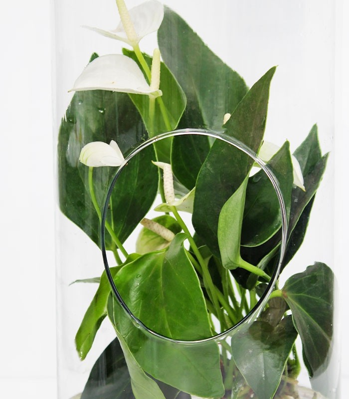 Anthurium bianco in vetro