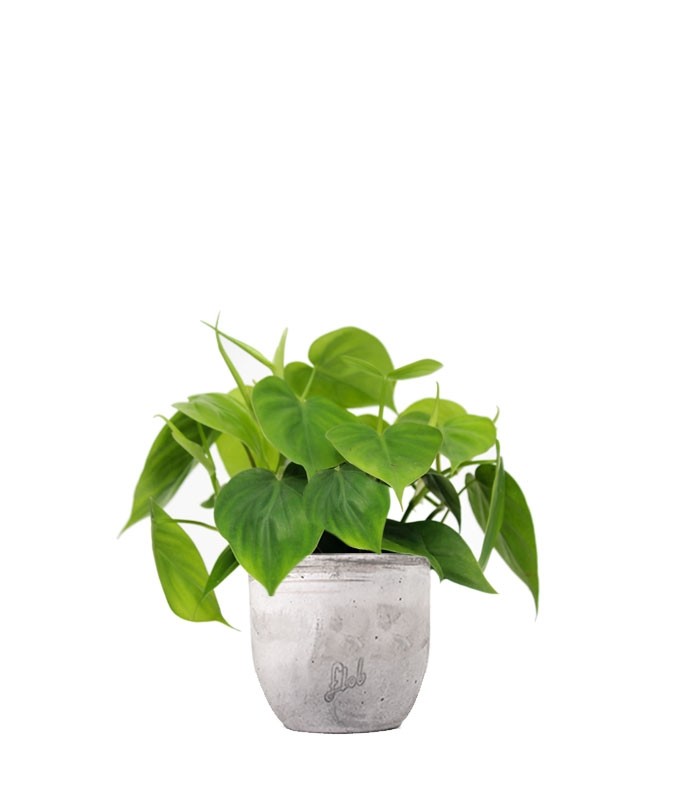 Filodendro Scandens