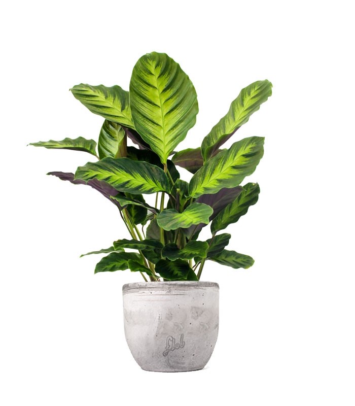 Calathea Green Shades