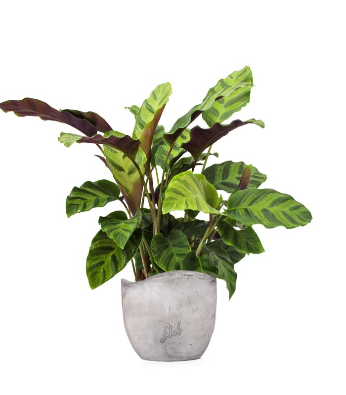 Calathea Albertii