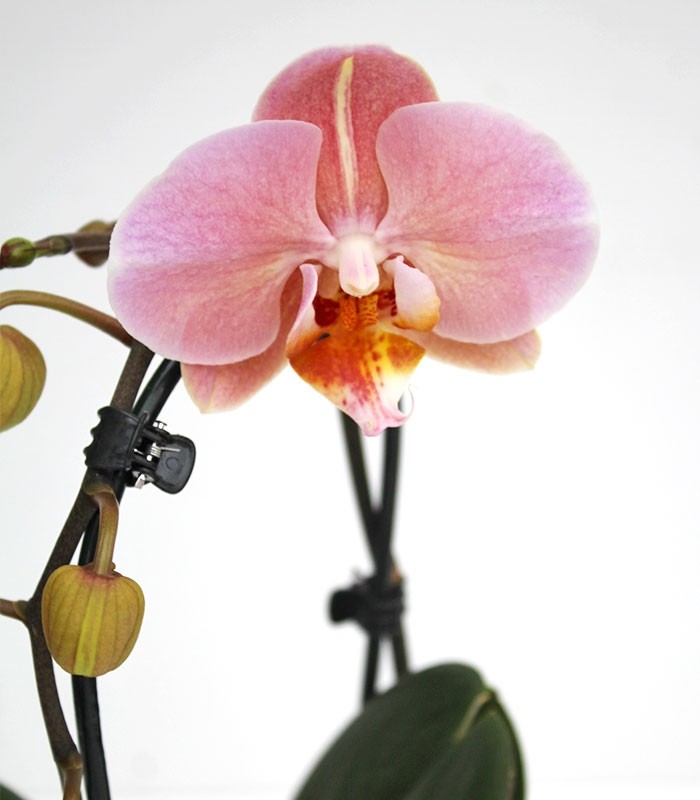 Orchidea Arco | Fiore rosa