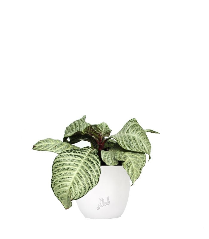 Aphelandra | Afelandra White Wash