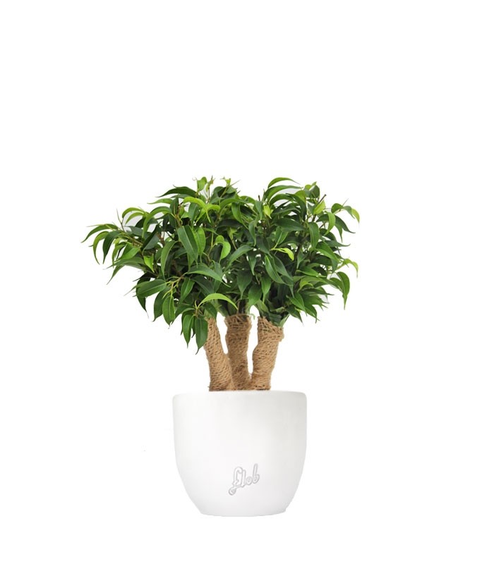 Ficus benjamin - forest
