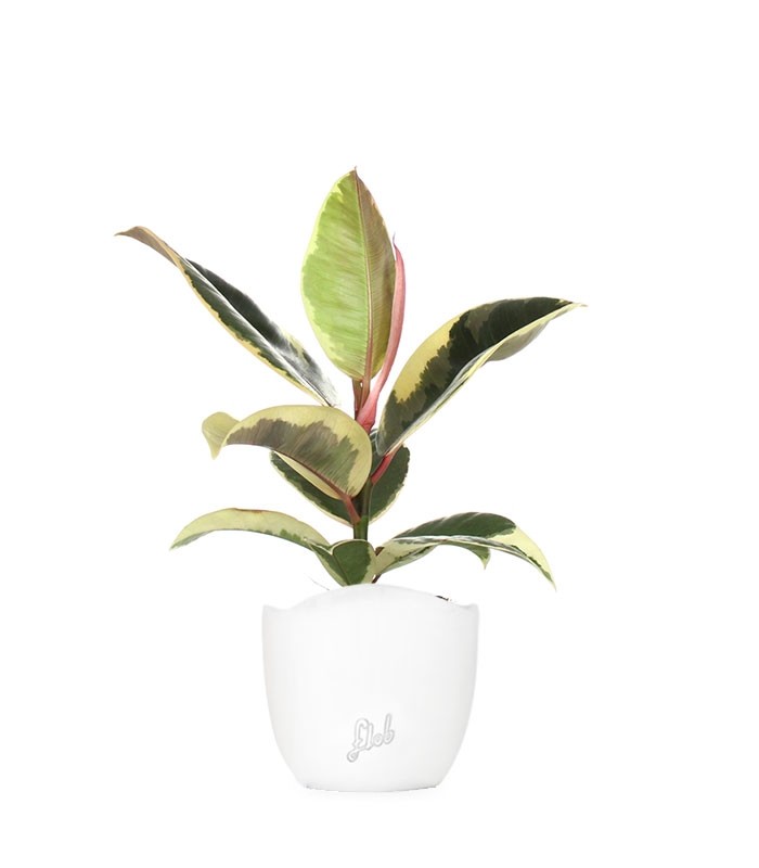 Fico del caucciù - Ficus Tineke