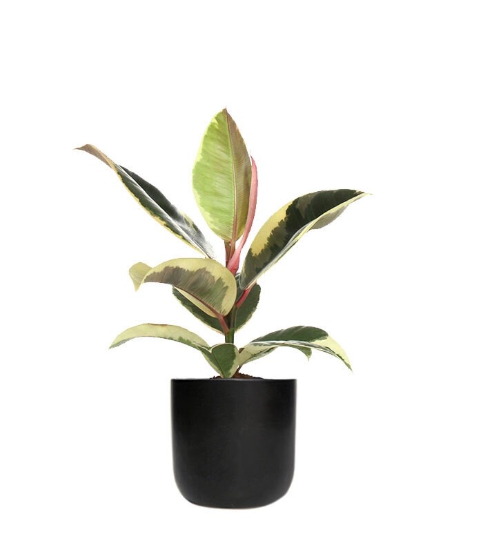 Fico del caucciù - Ficus Tineke