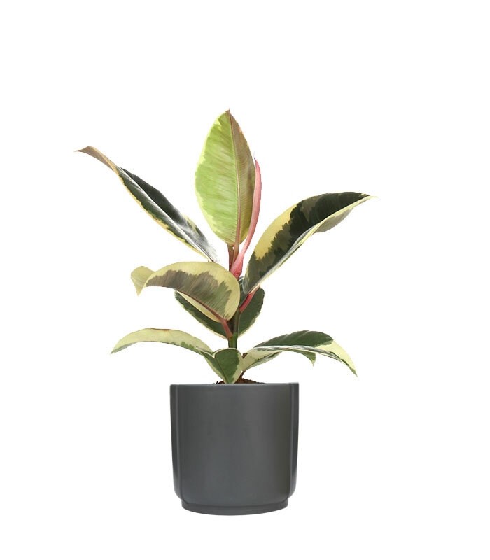 Fico del caucciù - Ficus Tineke