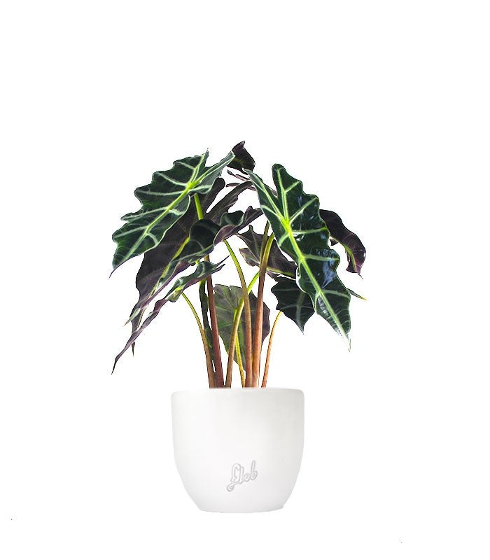 Alocasia