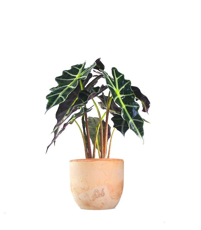 Alocasia