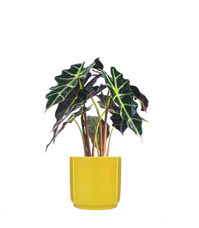 Alocasia