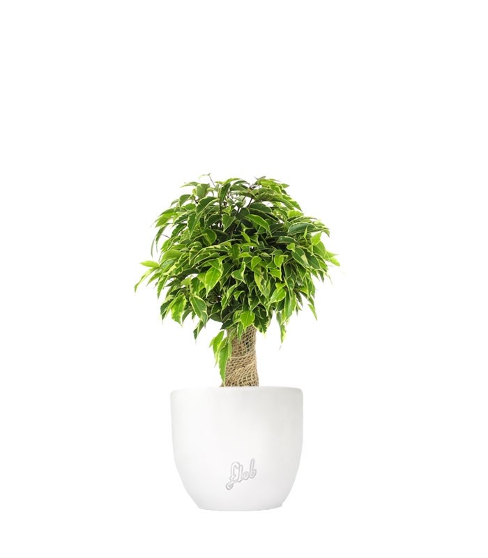 Ficus benjamin - tronchetto