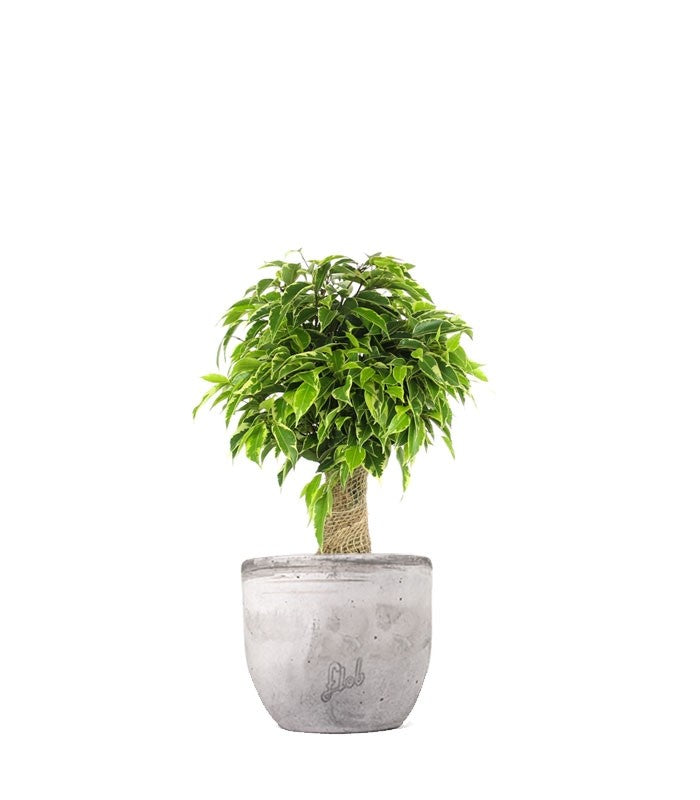 Ficus benjamin - tronchetto