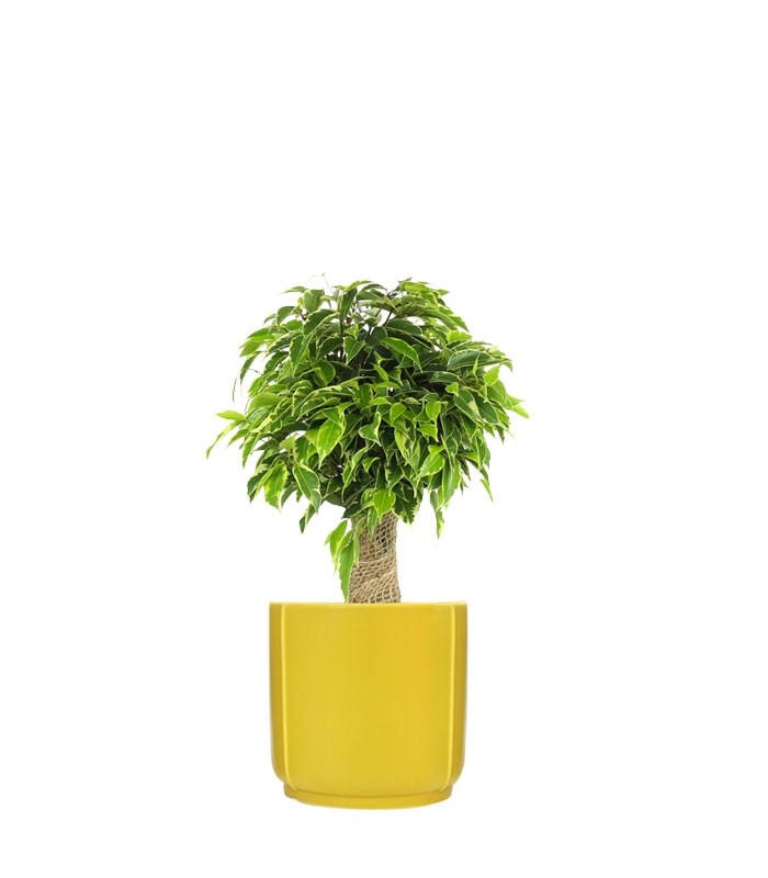 Ficus benjamin - tronchetto