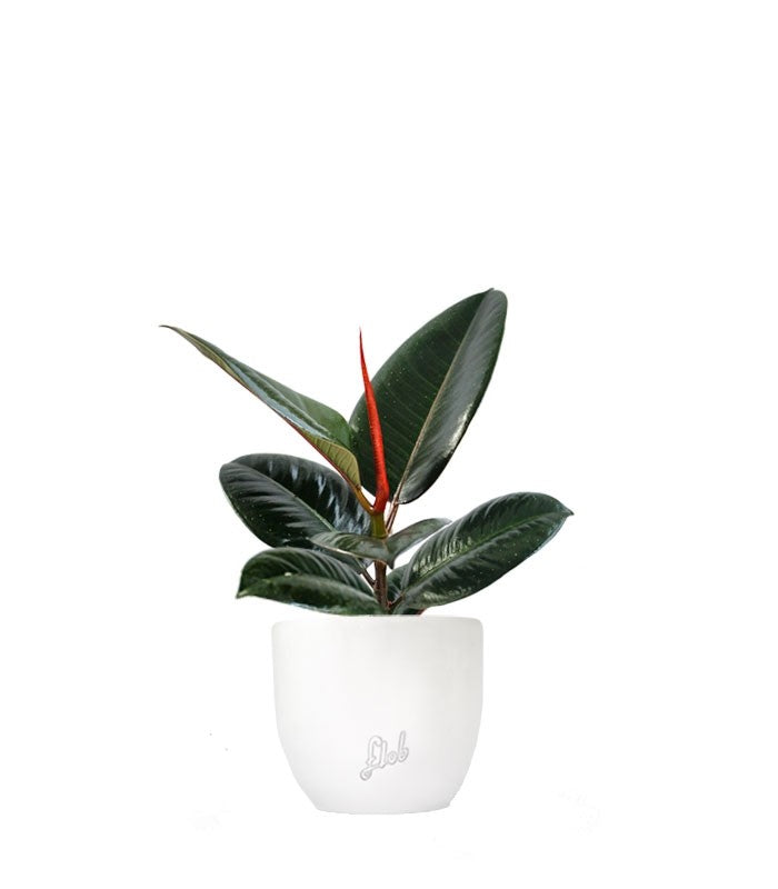 Ficus Elastica - Robusta