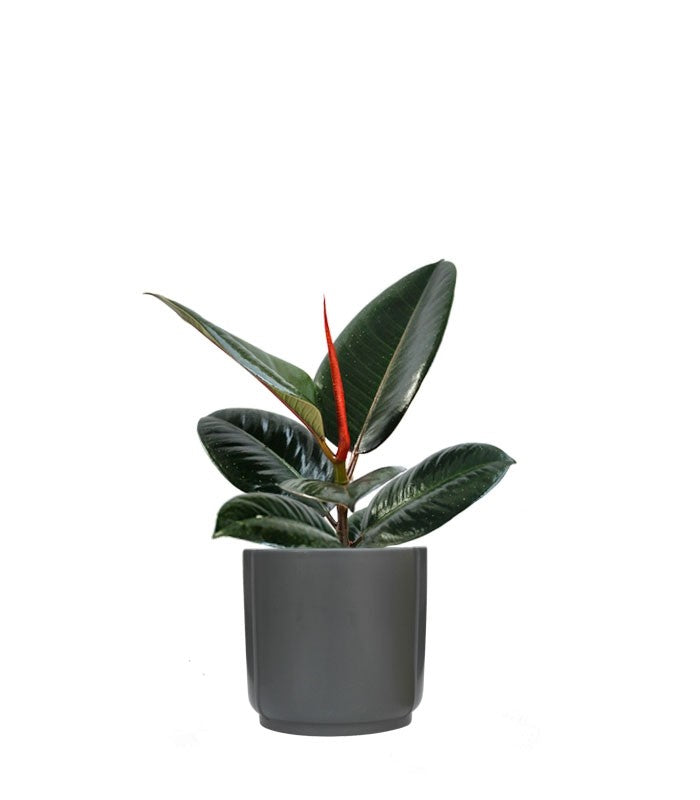 Ficus Elastica - Robusta