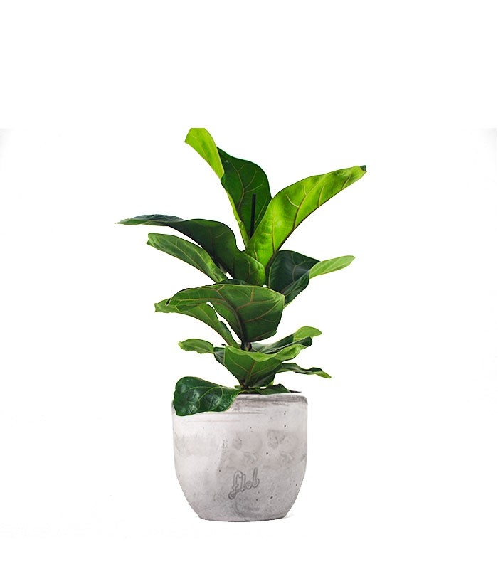 Ficus Lyrata Bambino