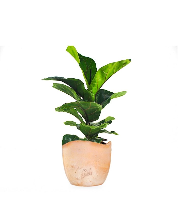Ficus Lyrata Bambino