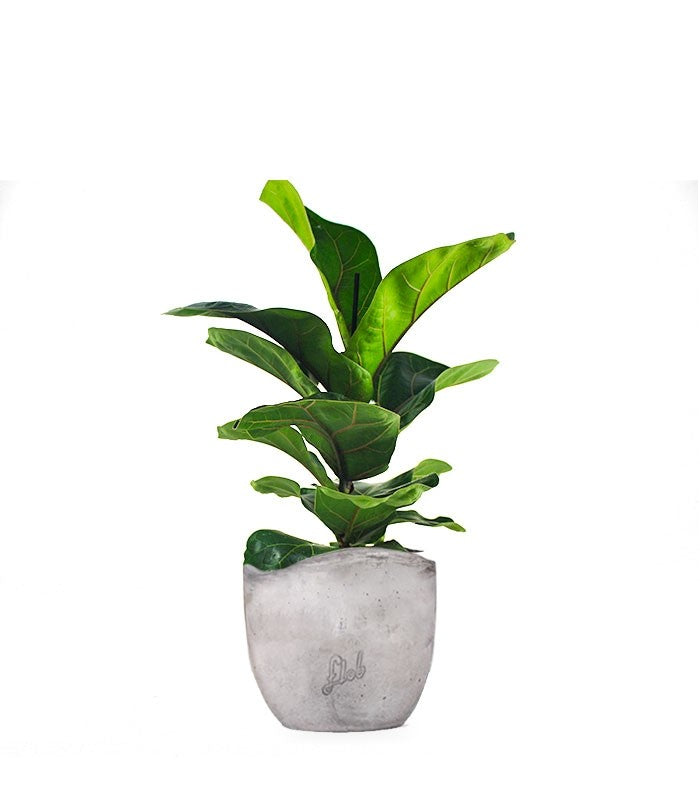 Ficus Lyrata Bambino