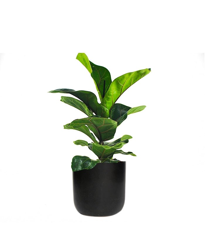 Ficus Lyrata Bambino