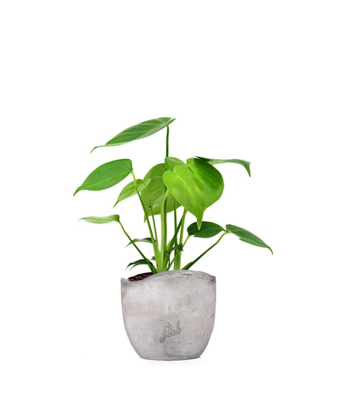 Monstera Deliciosa mini