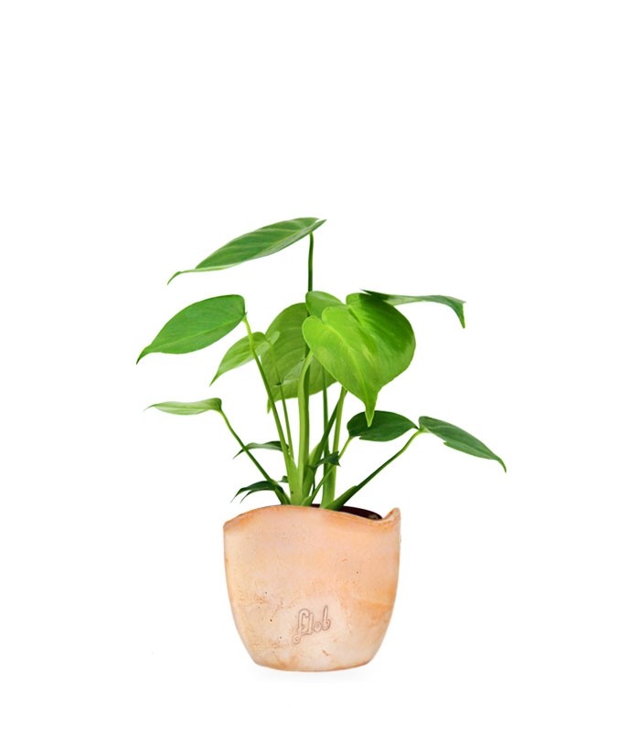 Monstera Deliciosa mini