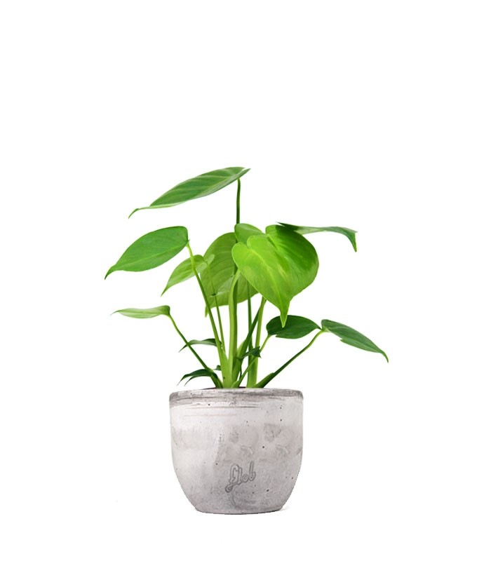 Monstera Deliciosa mini