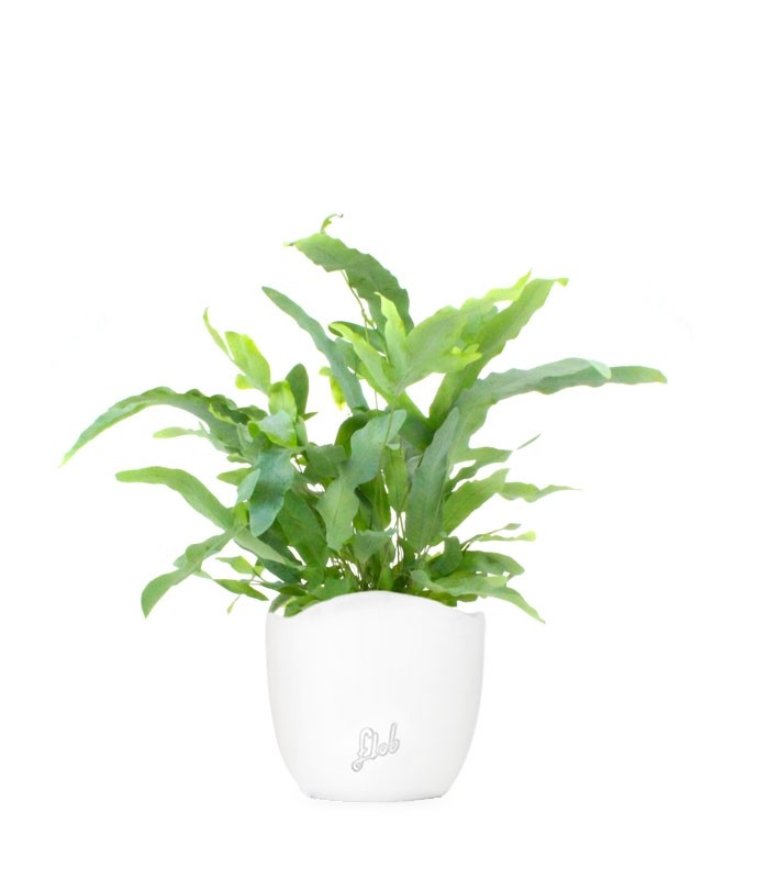 Phlebodium Blue Star