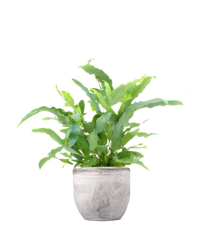 Phlebodium Blue Star