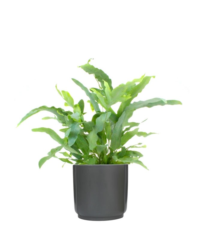 Phlebodium Blue Star
