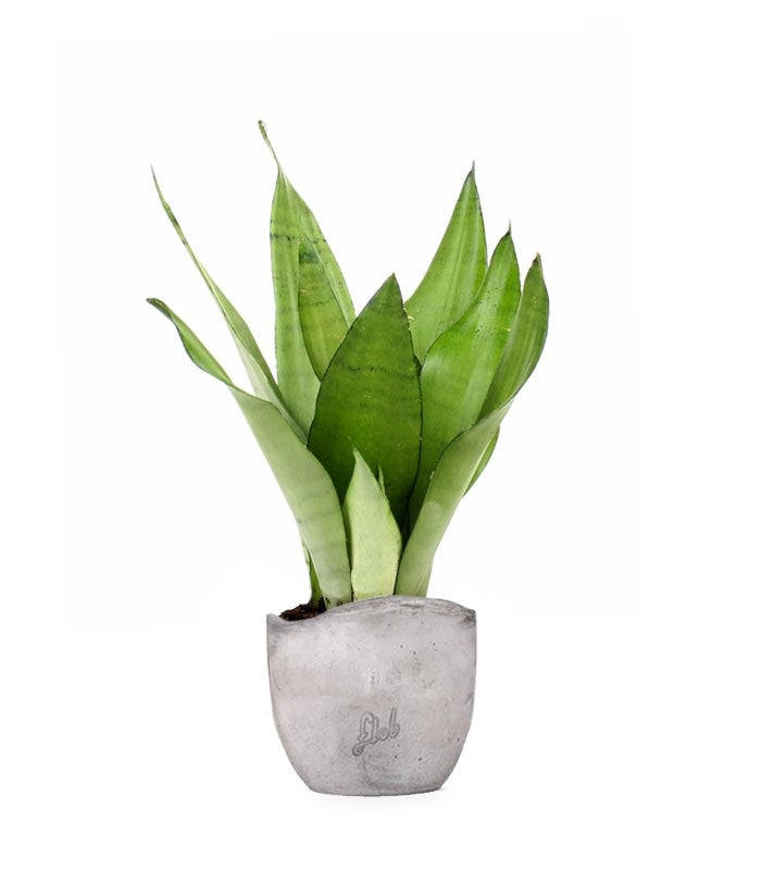 Sansevieria Moonshine