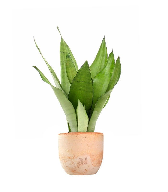 Sansevieria Moonshine