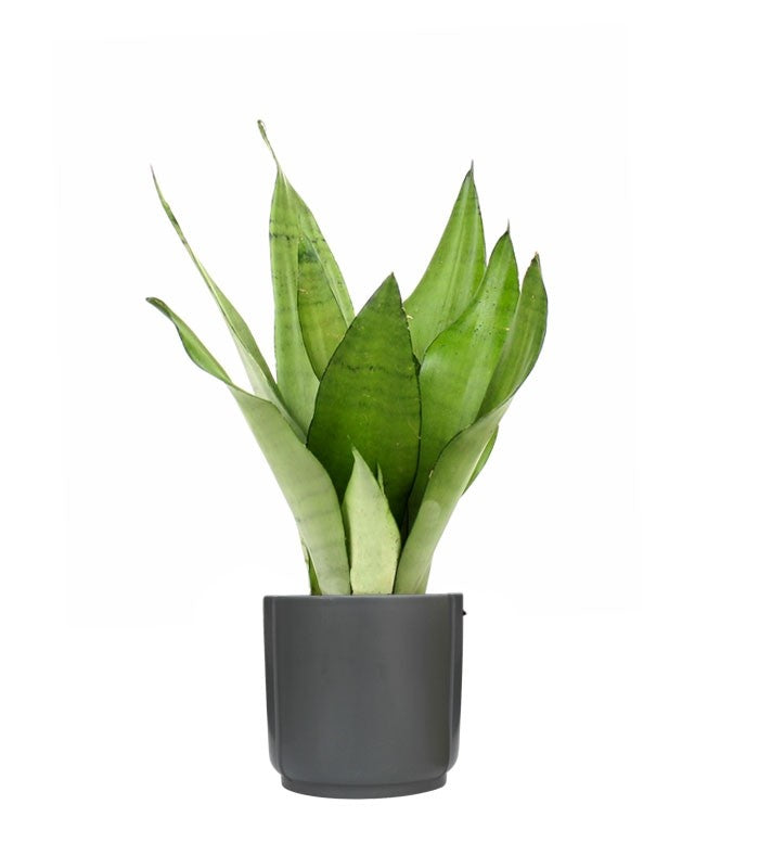 Sansevieria Moonshine
