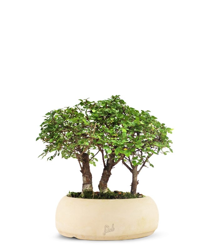 Olmo Zelkova Boschetto M
