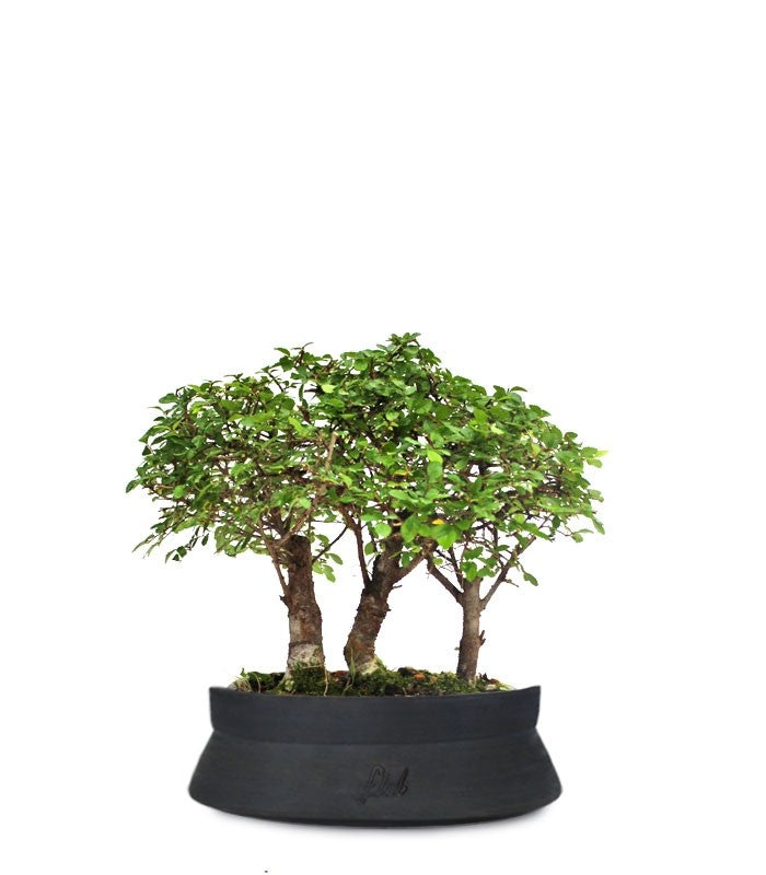 Olmo Zelkova Boschetto M