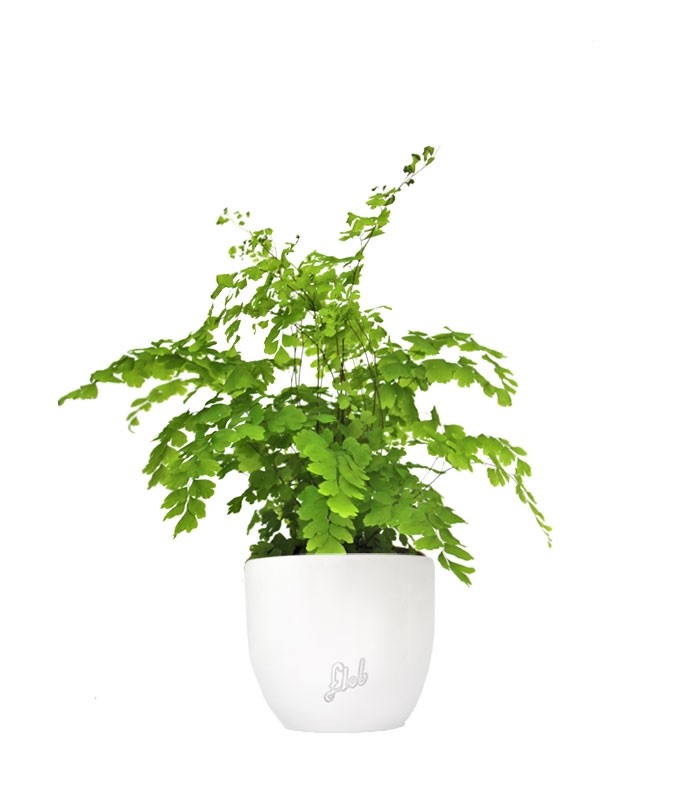 Adiantum