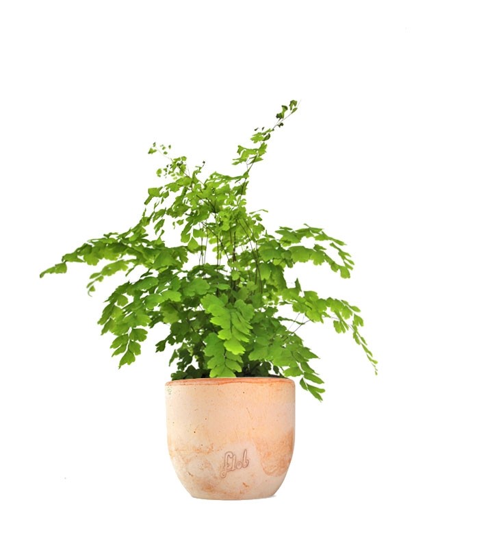 Adiantum
