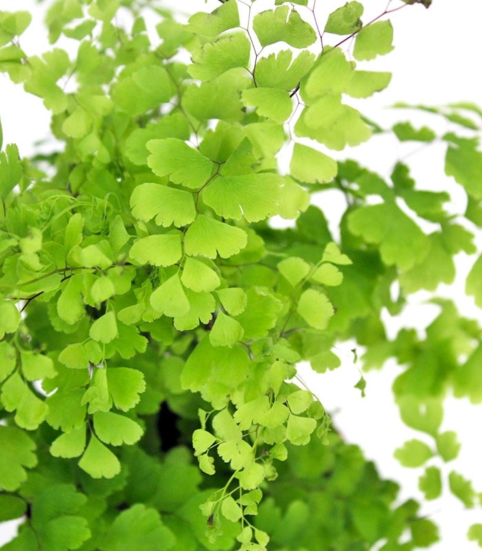Adiantum