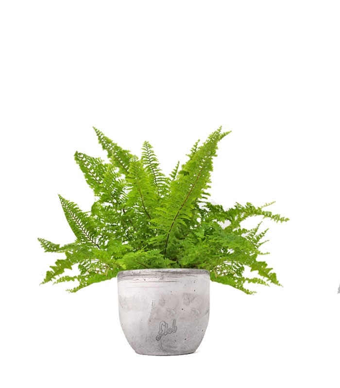 Felce Nephrolepis Exaltata