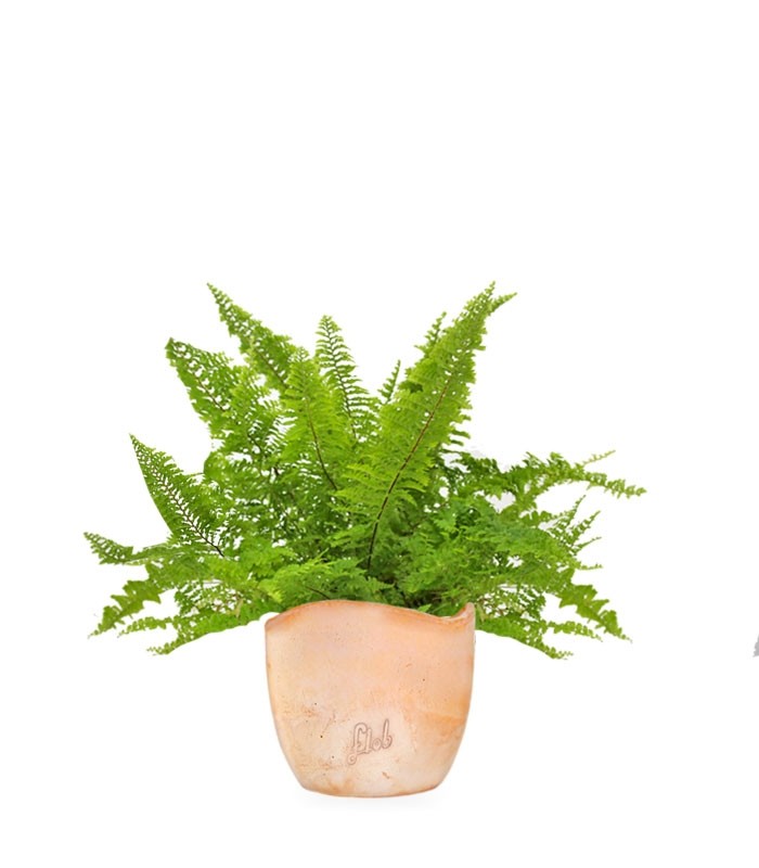 Felce Nephrolepis Exaltata