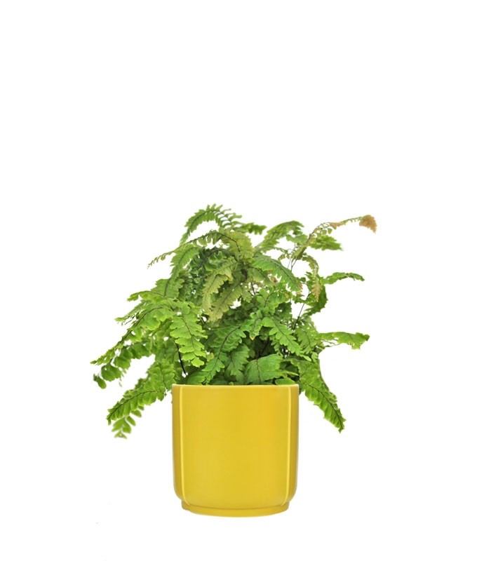 Adiantum hispidulum