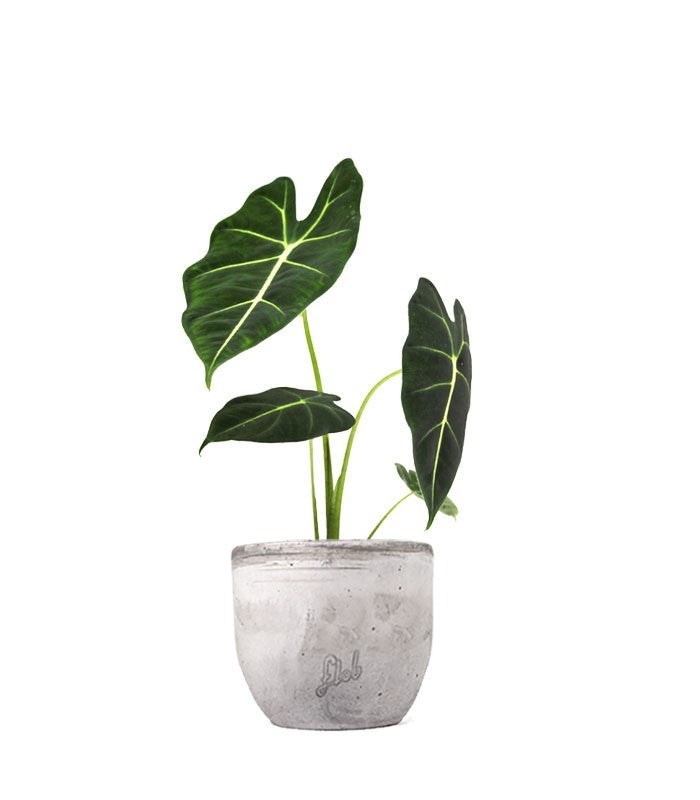 Alocasia Frydeck Green Velvet