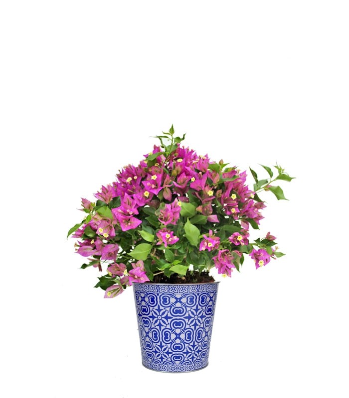 Bougainvillea cespuglio