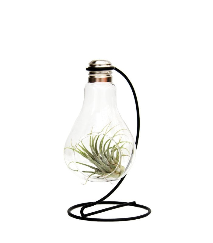 Tillandsia in vetro con supporto