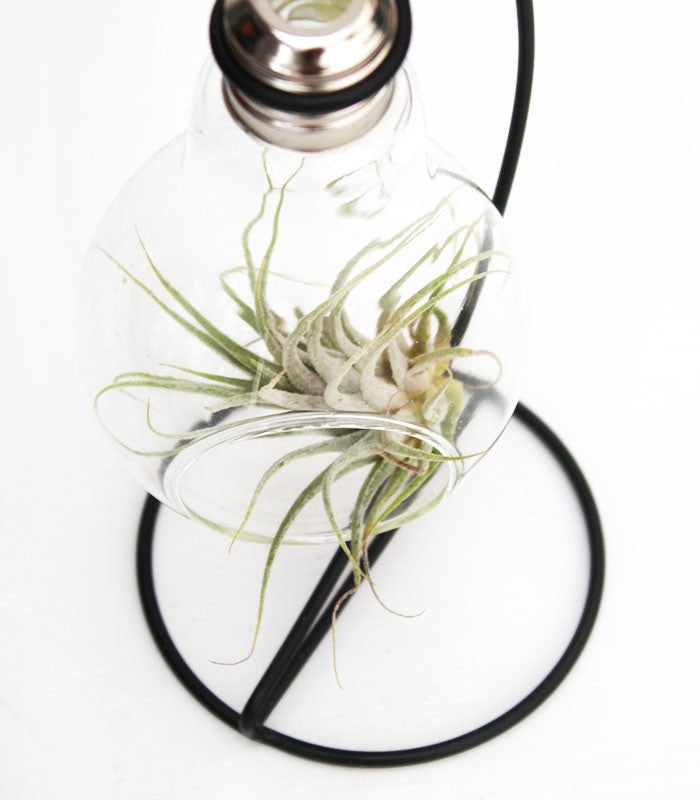 Tillandsia in vetro con supporto