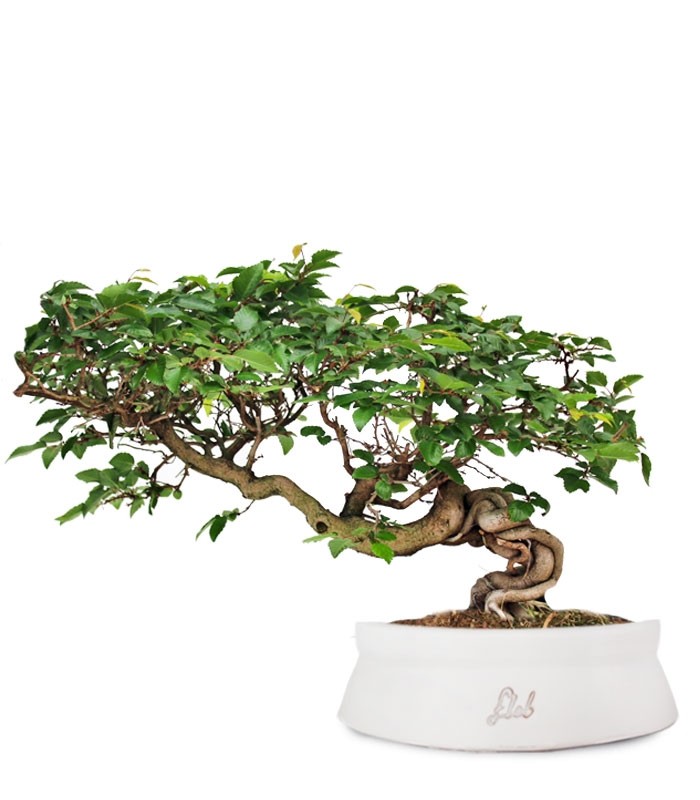 Carpino Bonsai