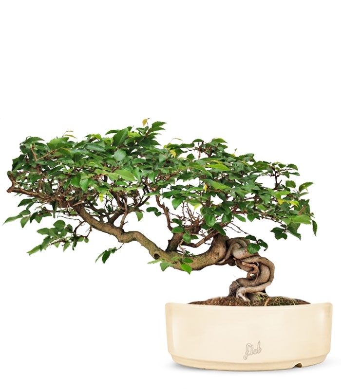 Carpino Bonsai